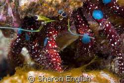 Hermit crab up close and personal. Nice kneepads dude! Sh... by Sharon English 